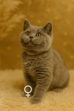 Reinrassige BKH-Kitten in liebevolle Hände abzugeben