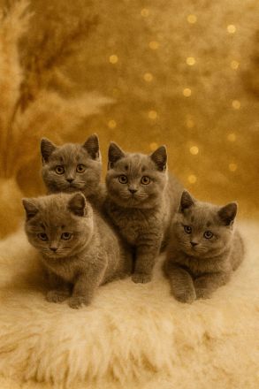 Reinrassige BKH-Kitten in liebevolle Hände abzugeben