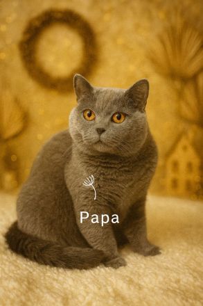 Reinrassige BKH-Kitten in liebevolle Hände abzugeben