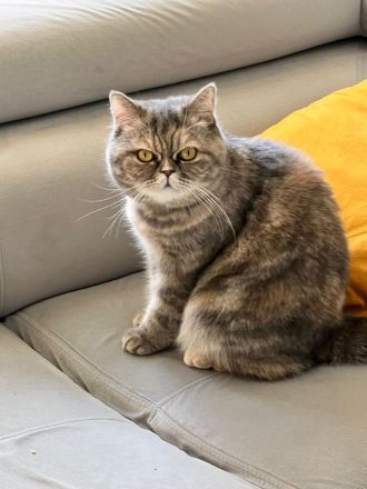 Britische Langhaar Katze