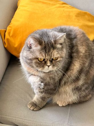 Britische Langhaar Katze