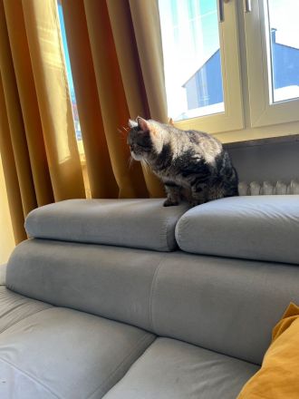 Britische Langhaar Katze