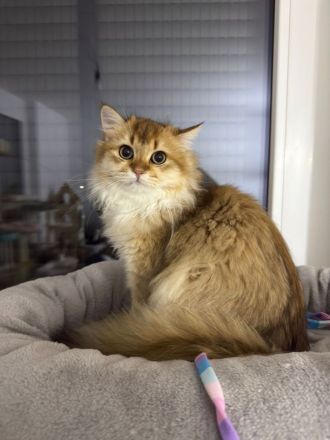 Britisches Langhaar Katerchen long hair british cat