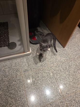 !! Schöne Mischlings- Kätzin sucht neues Zuhause!!