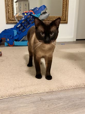Siam Deckkater