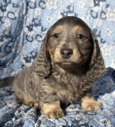 Dackelwelpen zu Weihnachten verfügbar