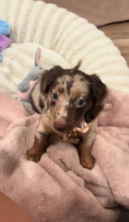 Dackelwelpen zu Weihnachten verfügbar