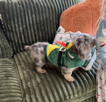 Dackelwelpen zu Weihnachten verfügbar