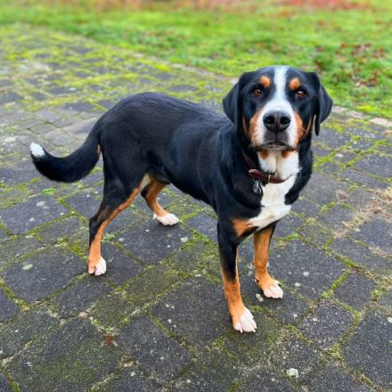 Rocky in 25795 Weddingstedt sucht sein Für-immer-Zuhause