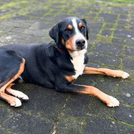 Rocky in 25795 Weddingstedt sucht sein Für-immer-Zuhause