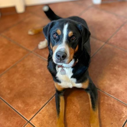 Rocky in 25795 Weddingstedt sucht sein Für-immer-Zuhause