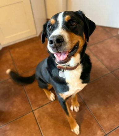 Rocky in 25795 Weddingstedt sucht sein Für-immer-Zuhause