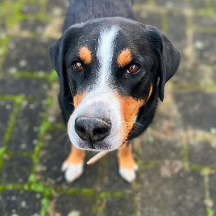Rocky in 25795 Weddingstedt sucht sein Für-immer-Zuhause