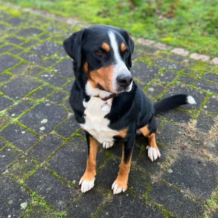 Rocky in 25795 Weddingstedt sucht sein Für-immer-Zuhause