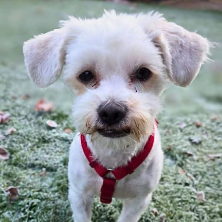 Erwin in 07552 Gera sucht sein Für-immer-Zuhause
