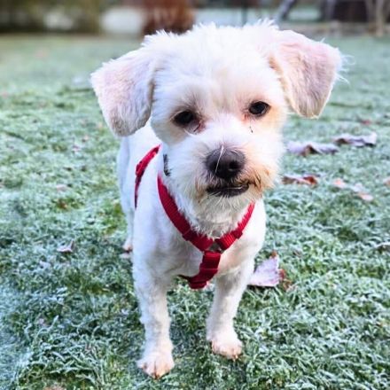 Erwin in 07552 Gera sucht sein Für-immer-Zuhause