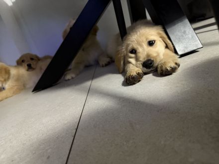 Wir verkaufen unsere Welpen