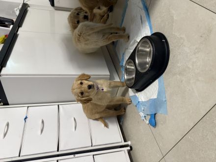 Wir verkaufen unsere Welpen