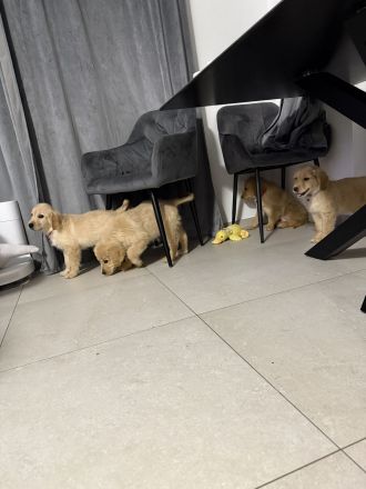 Wir verkaufen unsere Welpen