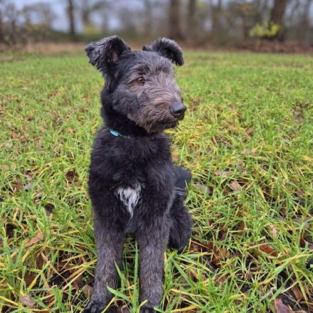 Kimi in 22851 Norderstedt sucht ihr Für-immer-Zuhause