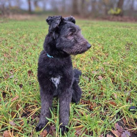 Kimi in 22851 Norderstedt sucht ihr Für-immer-Zuhause