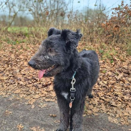 Kimi in 22851 Norderstedt sucht ihr Für-immer-Zuhause