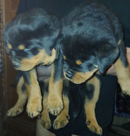 Rottweilerwelpen