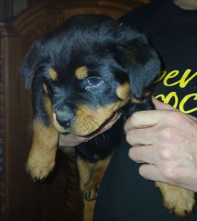 Rottweilerwelpen