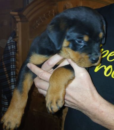 Rottweilerwelpen