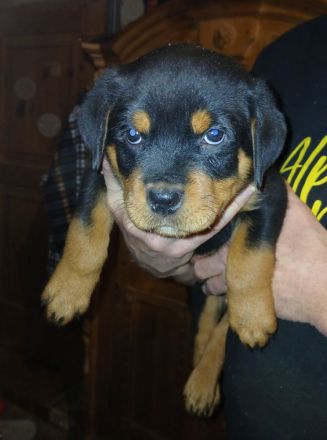 Rottweilerwelpen