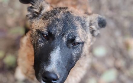 Der süße Shepard sucht Familienanschluss