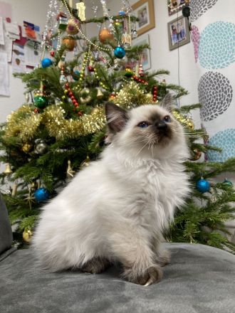 Heilige Birma – wunderschöne Katzenbabys