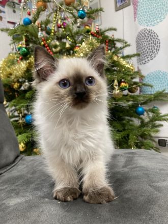 Heilige Birma – wunderschöne Katzenbabys