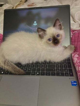 Heilige Birma – wunderschöne Katzenbabys