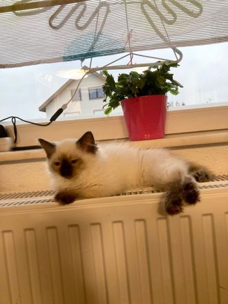 Heilige Birma – wunderschöne Katzenbabys