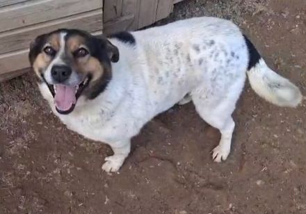 Yucca - eine Kuschelmaus möchte endlich ankommen dürfen