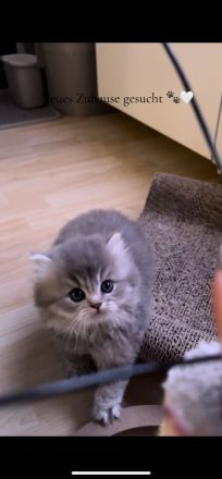 Reinrassige BKH/BLH Kitten