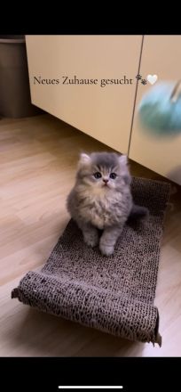Reinrassige BKH/BLH Kitten