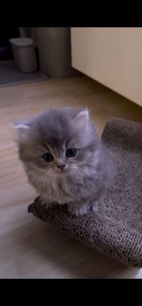 Reinrassige BKH/BLH Kitten