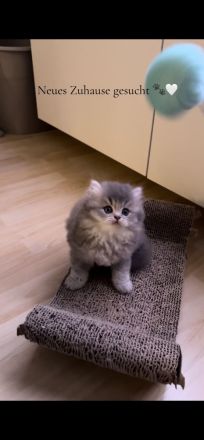 Reinrassige BKH/BLH Kitten