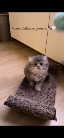 Reinrassige BKH/BLH Kitten