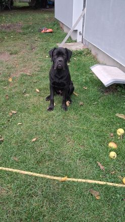 Günther(BX Dogge x CaneCorso) sucht ein Zuhause für sich allein ;)