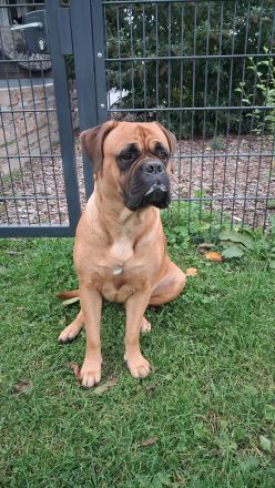 Günther(BX Dogge x CaneCorso) sucht ein Zuhause für sich allein ;)