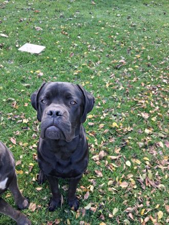 Günther(BX Dogge x CaneCorso) sucht ein Zuhause für sich allein ;)