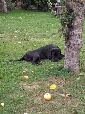 Günther(BX Dogge x CaneCorso) sucht ein Zuhause für sich allein ;)