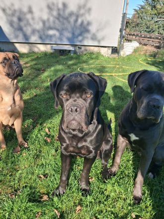 Günther(BX Dogge x CaneCorso) sucht ein Zuhause für sich allein ;)