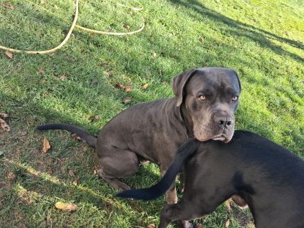 Günther(BX Dogge x CaneCorso) sucht ein Zuhause für sich allein ;)