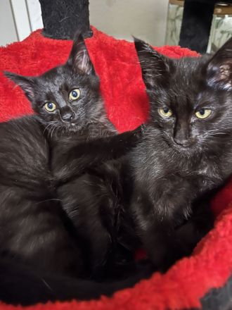 Siam Maine Coon Mix Kitten