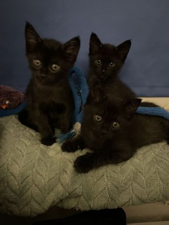 Siam Maine Coon Mix Kitten