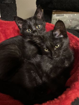 Siam Maine Coon Mix Kitten